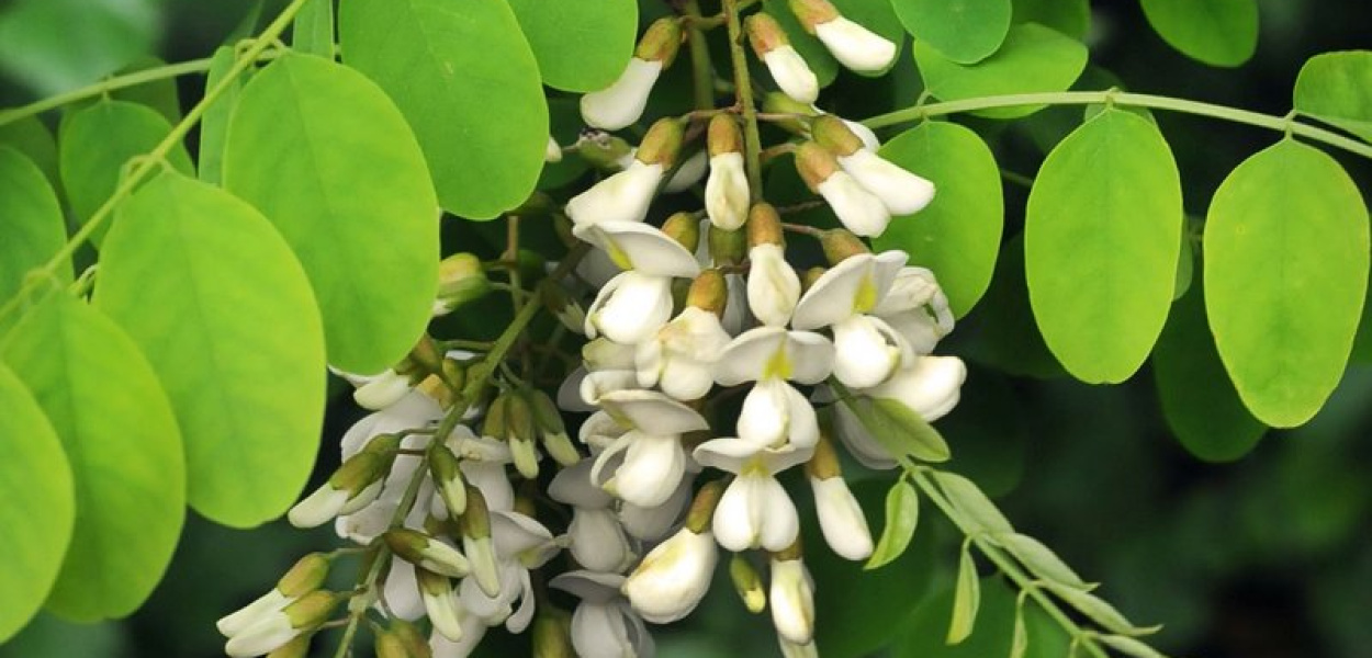 Akacja (Robinia akacjowa)